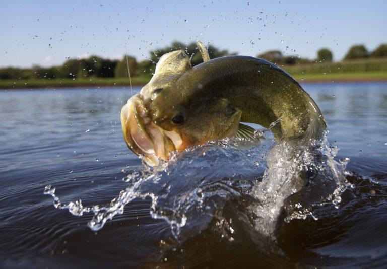 Largemouth bass fishing jumping out of water with hook in its mouth.