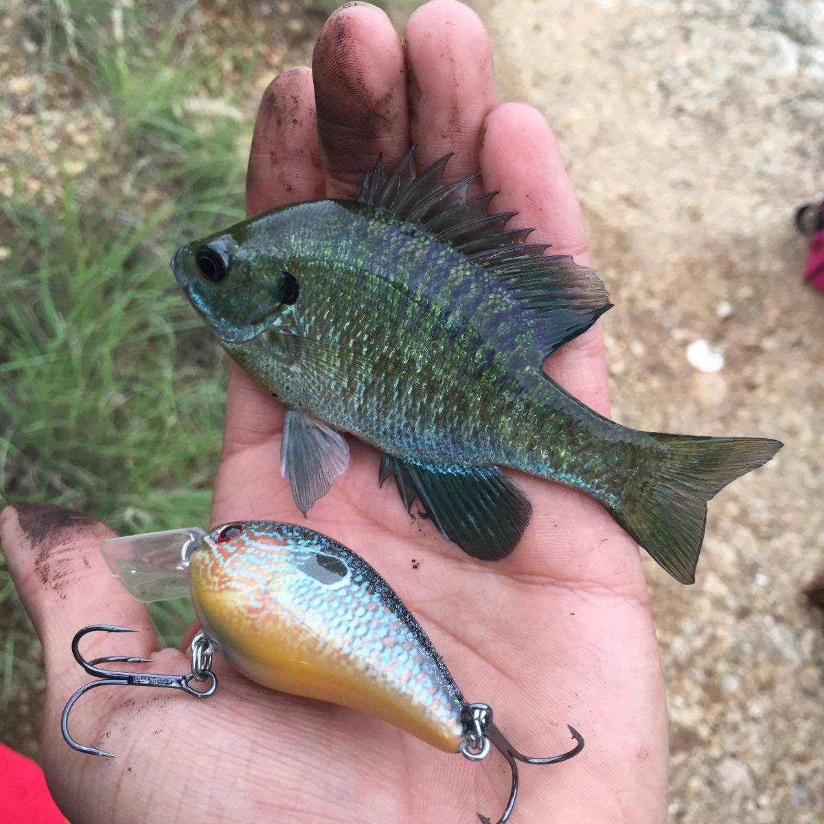 Pumpkinseed sunfish resting in a hand next to a pumpkinseed crankbait.