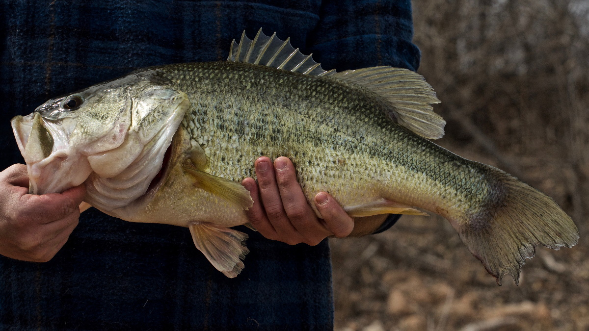 Angler holding a trophy largemouth bass by the mouth in the woods.