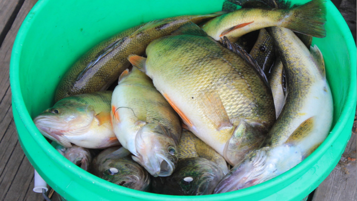 A bucket full of different sized yellow perch sitting on a wooden dock.