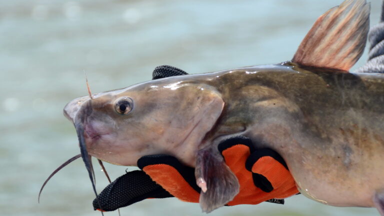 How To Catch Channel Catfish In 2023