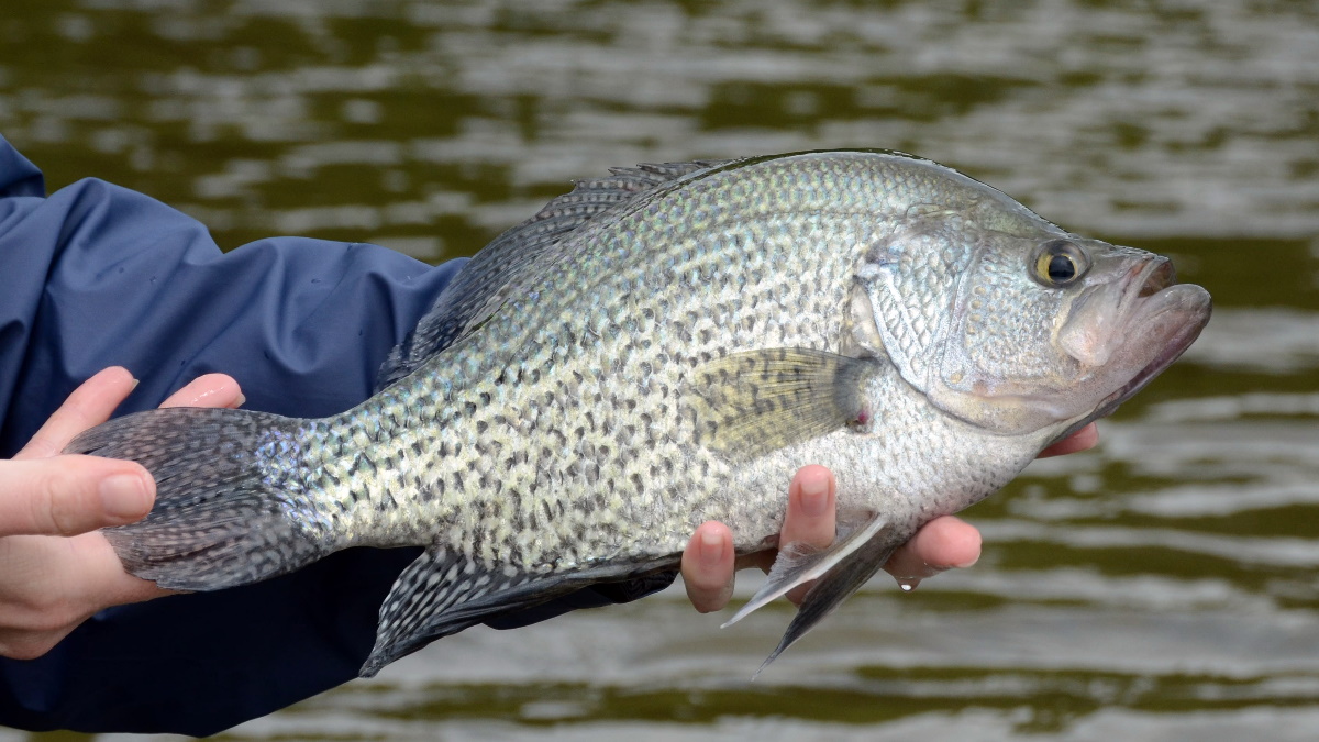 A large black crappie fish being held horizontally in bare hands against a brown water background on a cloudy day.