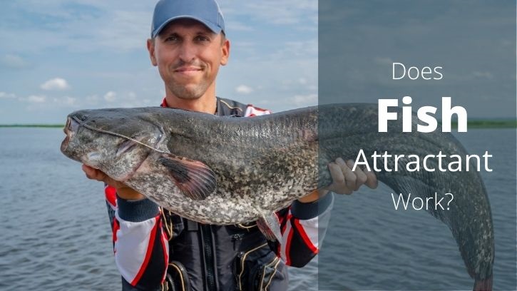 Does Fish Attractant Work – Catch More Fish With Fish Attractants