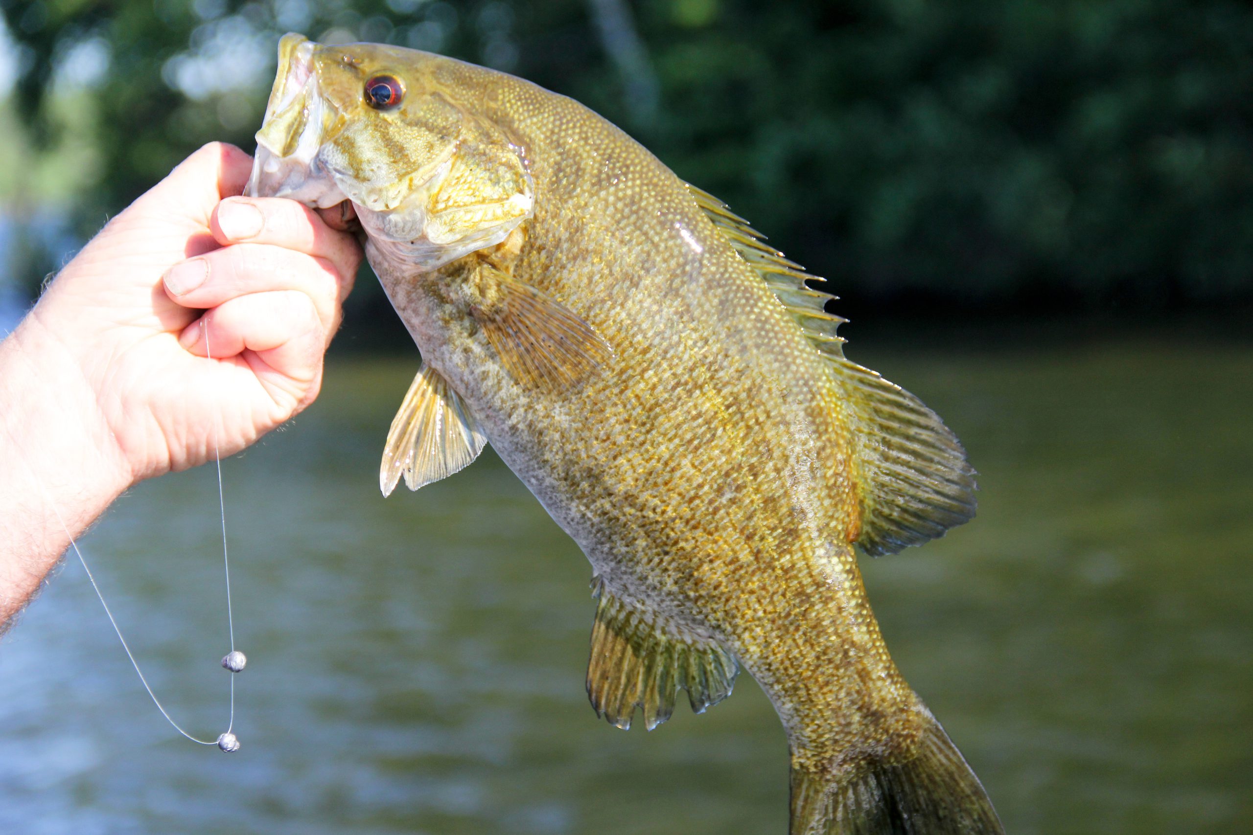 Smallmouth bass with a fishing rig in its mouth being held over water.
