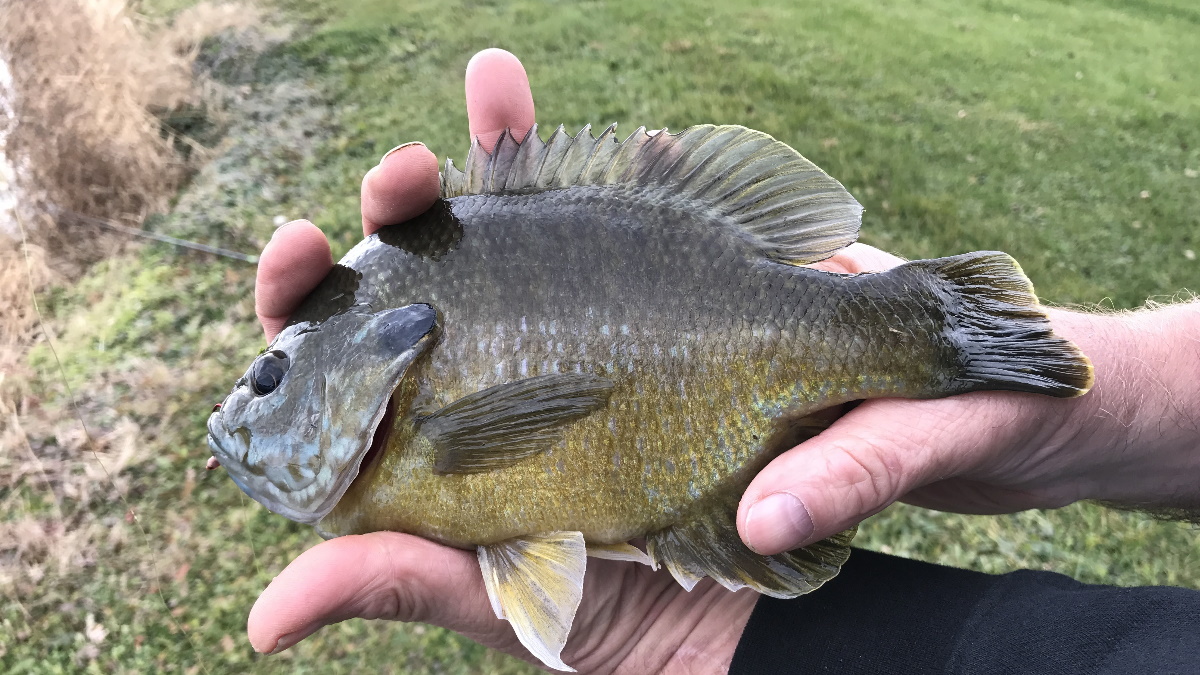 Person holding a bluegill sunfish by the mouth.