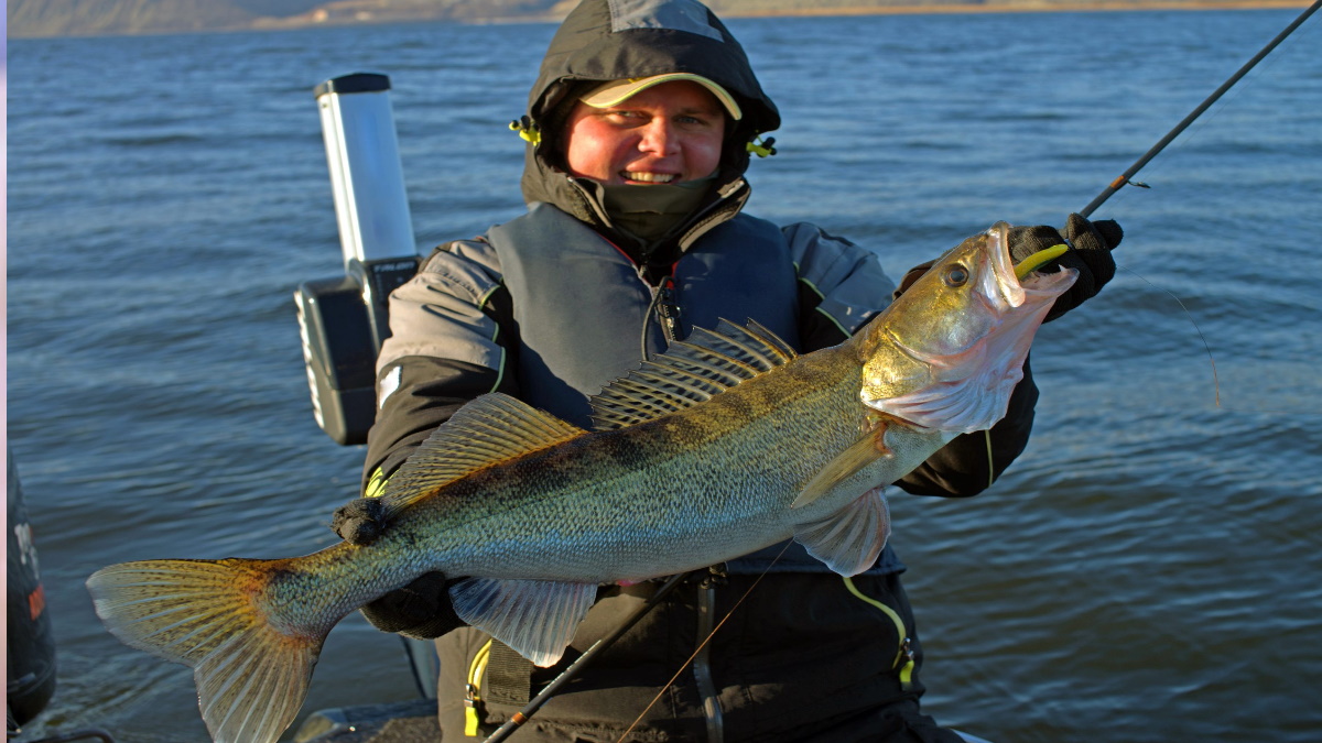 Walleye fisherman holding a trophy walleye with a lure in its teeth.