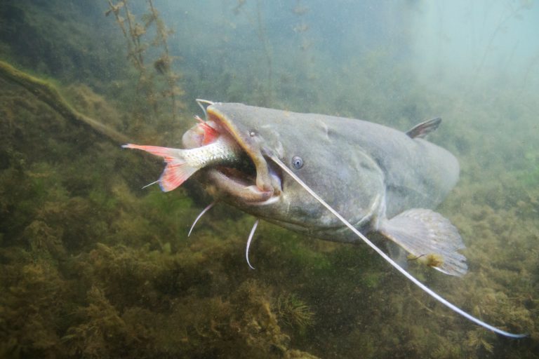 Best Flathead Catfish Bait – The Secret To The Flathead