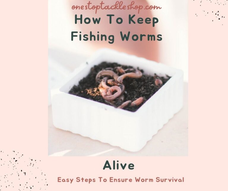 How To Keep Fishing Worms Alive – Easy Steps You Can Do To Ensure Worm Survival