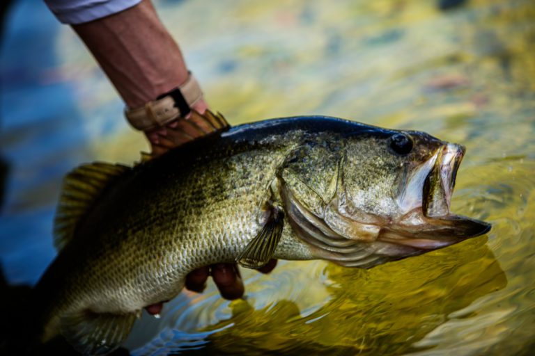 How To Catch Largemouth Bass With Live Bait