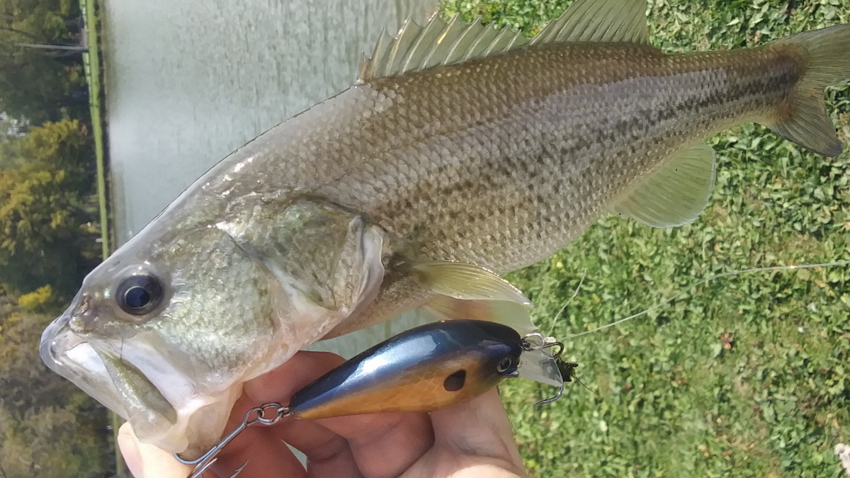 A person holding a largemouth bass caught on a crankbait.