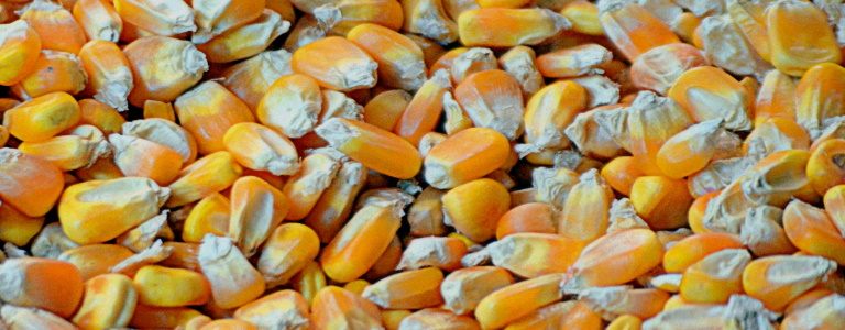 A pile of feed corn, maize, deer corn, or cattle corn.