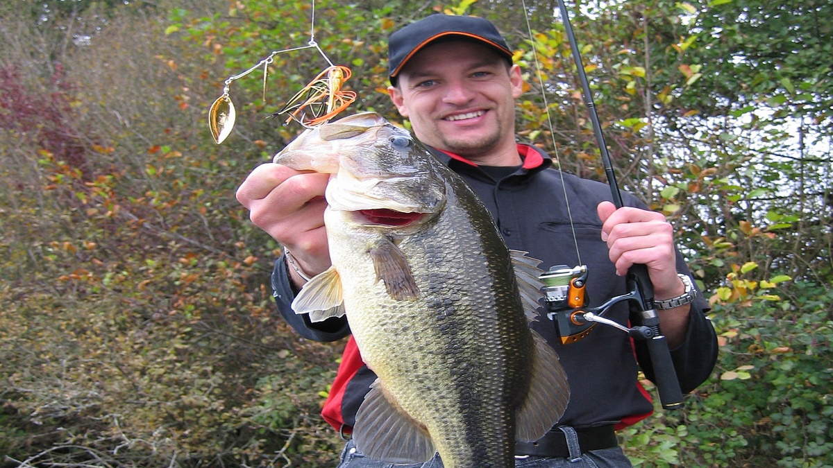 Largemouth bass on a spinnerbait being held by an angler on the shore.