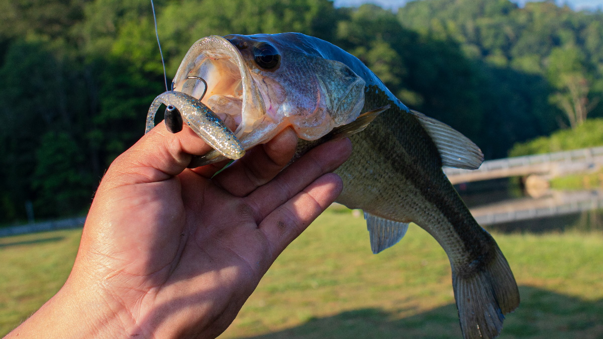 Largemouth bass with a swimbait and hook in its mouth.