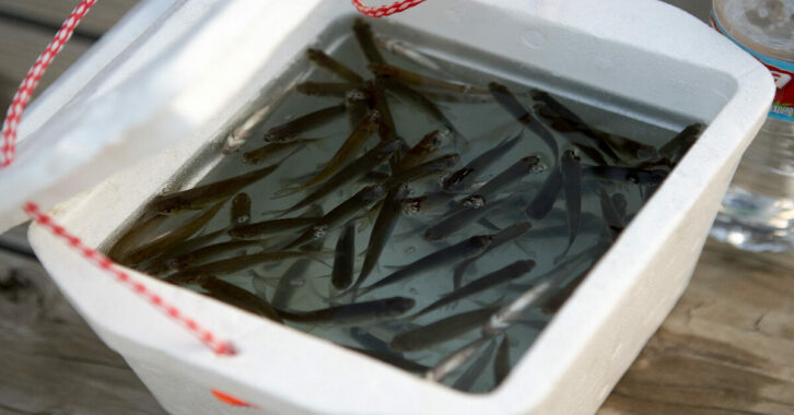 Keep Fishing Minnows Alive In 2023 10 Easy Steps