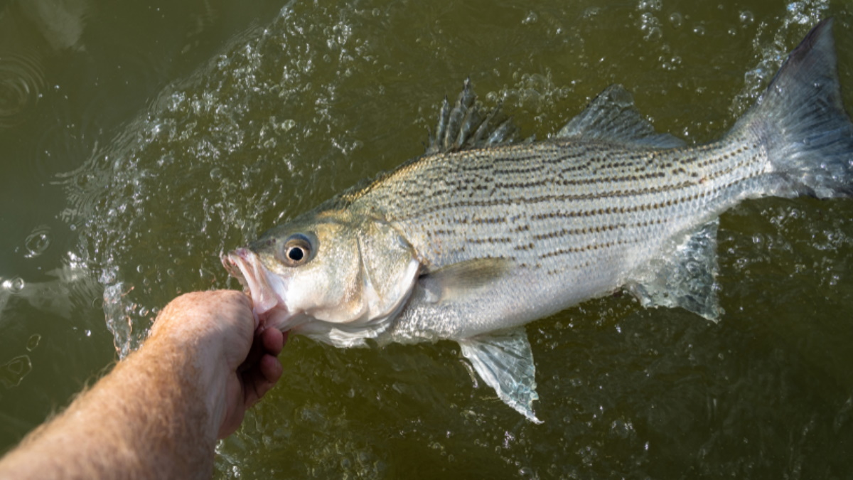White bass being held in water by a man.
