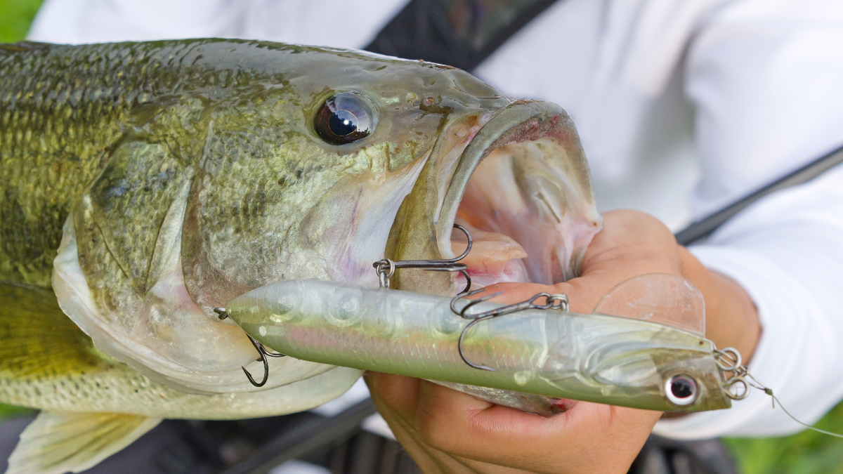 A largemouth bass with a big lure in its mouth being held by an angler.