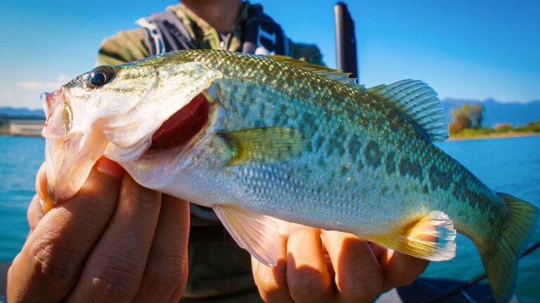 Best Lures For Spotted Bass That Catch Fish