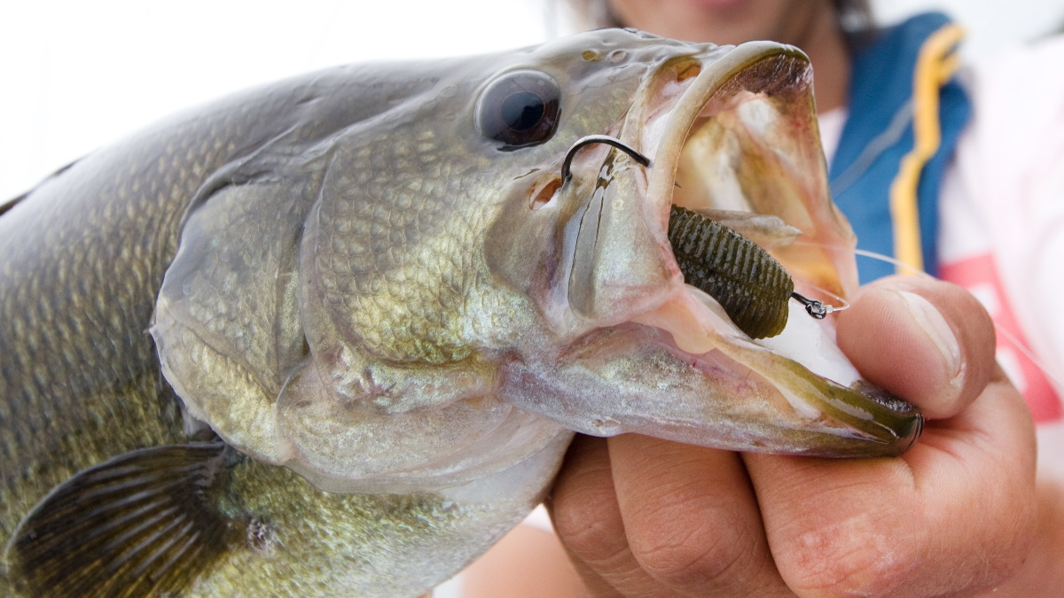 Angler holding a largemouth bass with a Texas rig hook and lure in its mouth.
