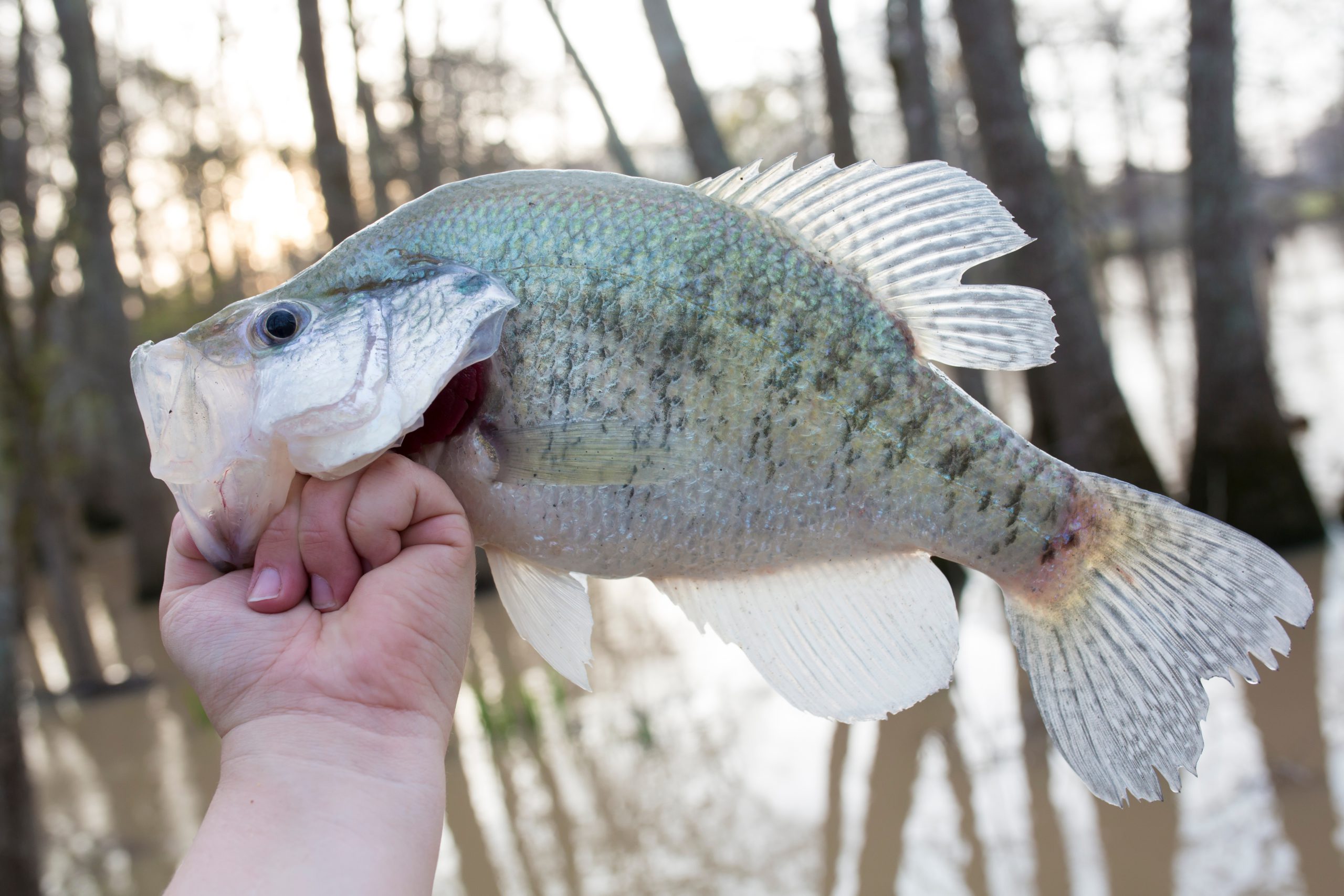 Crappie with a fly lure in its mouth being held by an angler.