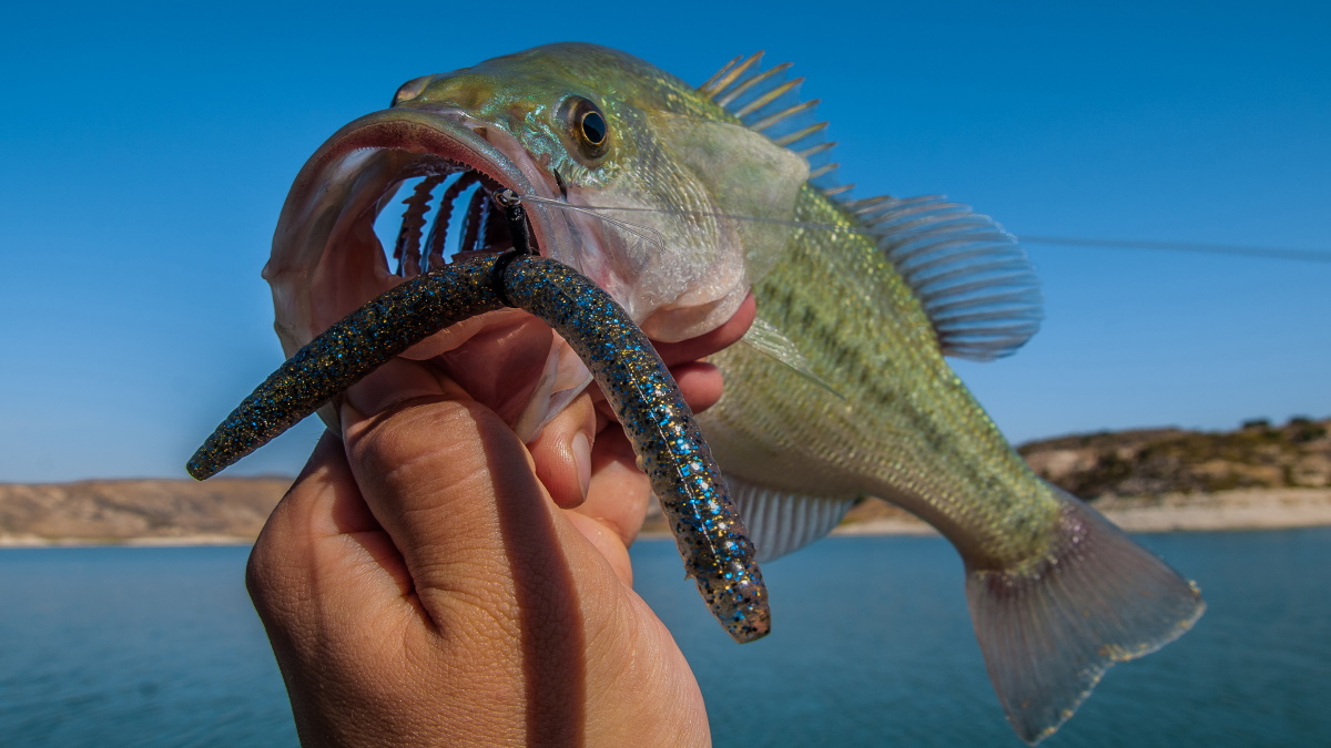 A largemouth bass with a wacky rig senko in its mouth held by the mouth above water.