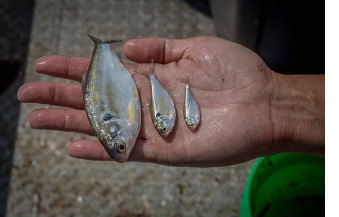 Gizzard shad of three different sizes resting in a hand from largest to smallest.