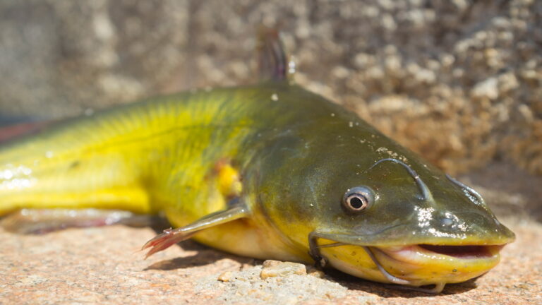 How To Catch Bullheads In A Pond Or Lake 2021