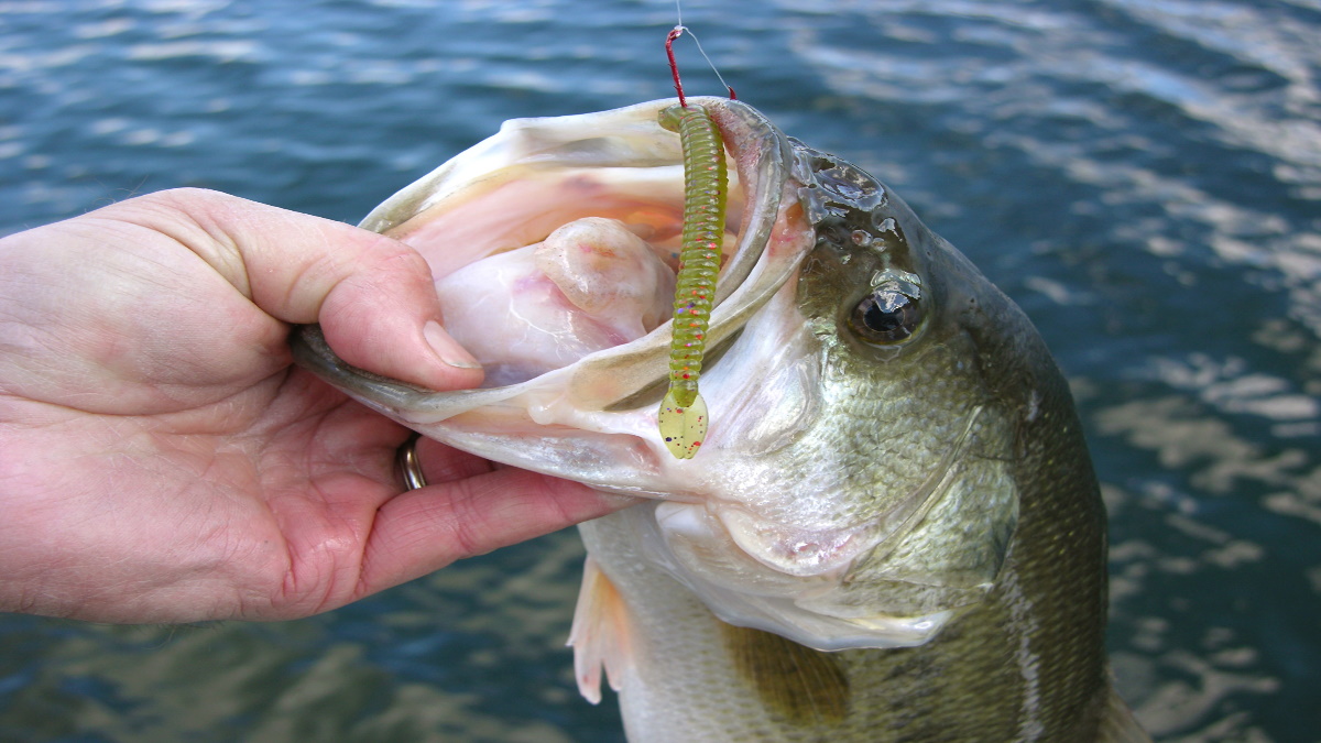 A person holding a largemouth bass by the mouth with a hook and worm over water.