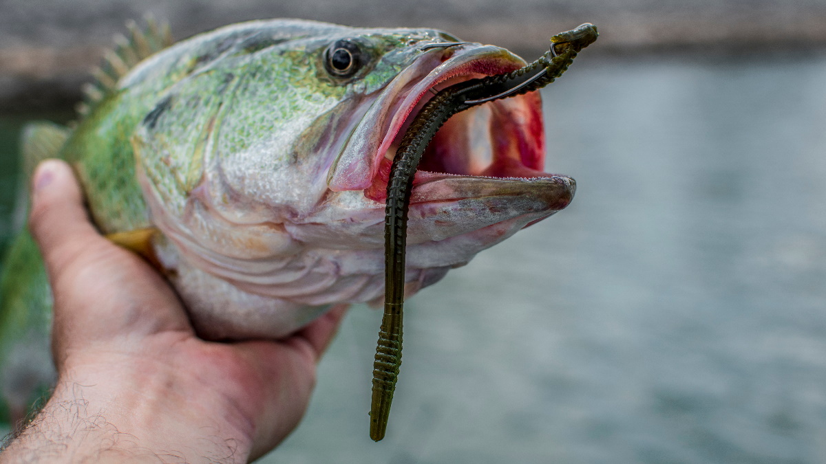 Largemouth bass with a Texas rigged lure inside of its mouth with a hook and fishing line.
