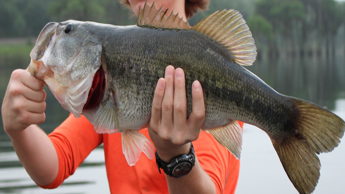Man holding huge bass sideways by the mouth and belly.