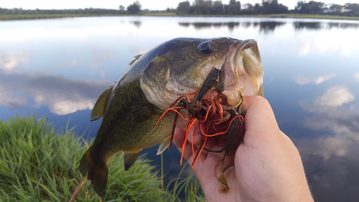 Largemouth bass caught from a pond.