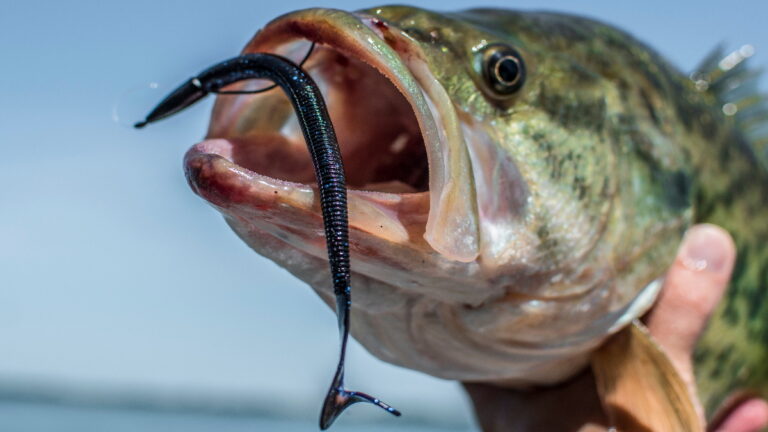 Best Plastic Worms For Bass To Catch Fish