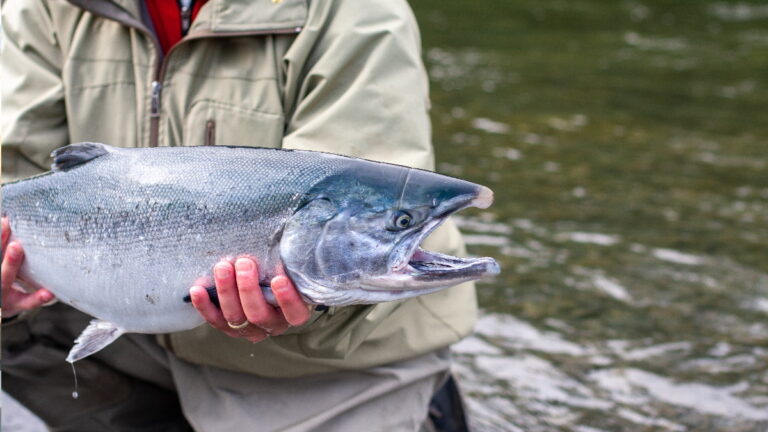 How To Catch Silver Salmon – The Process Explained