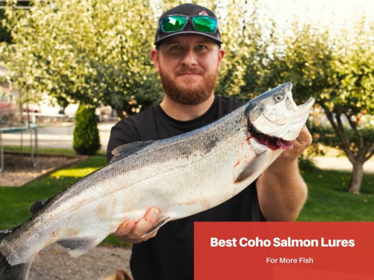 Best Coho Salmon Lures For More Fish