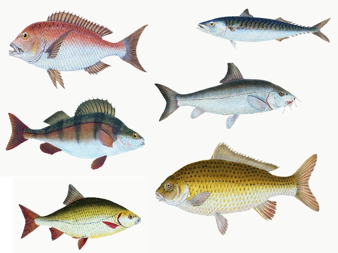 Fish species chart.
