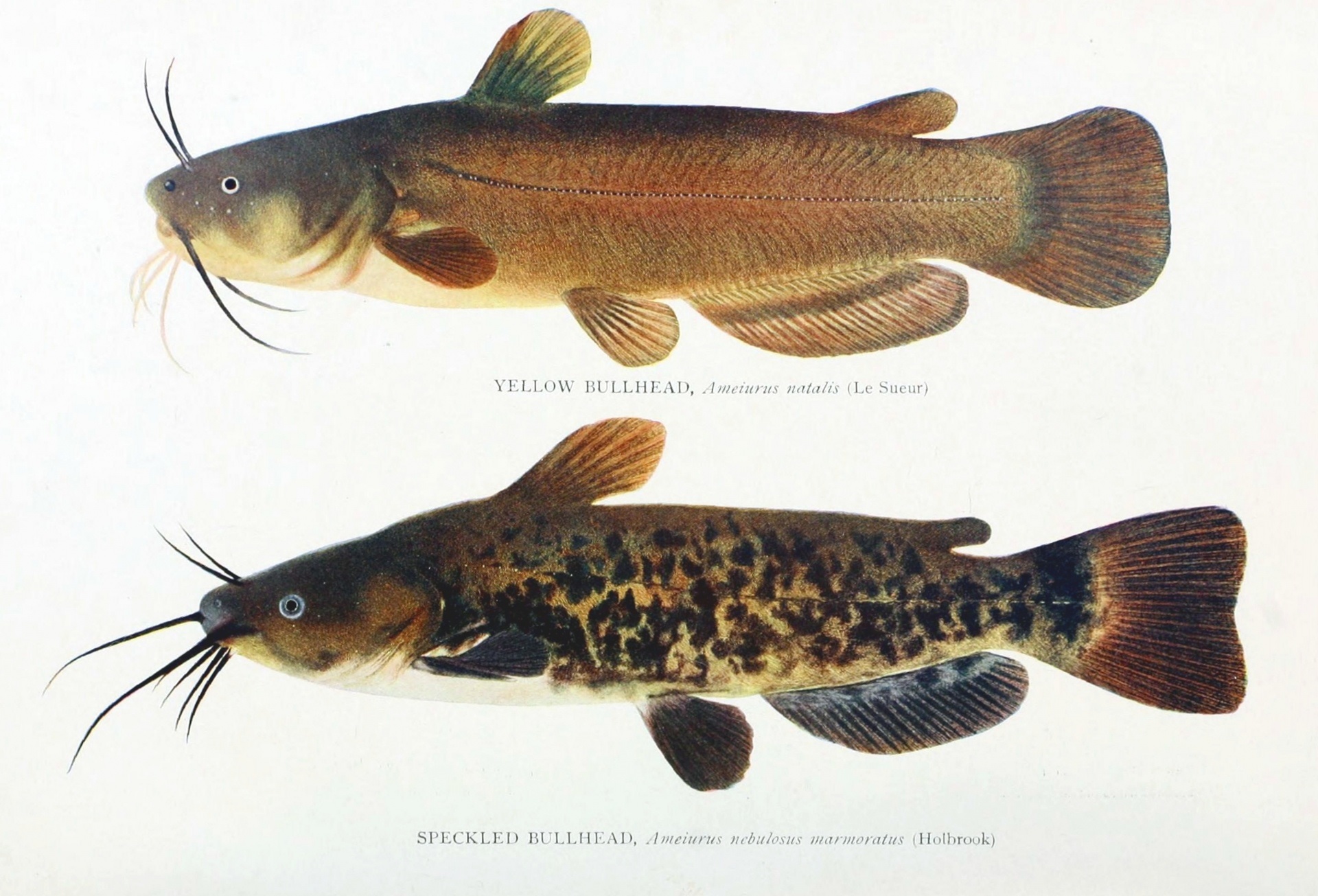 Yellow Bullhead and Brown Bullhead catfish distinction of skin sketch on a white background.
