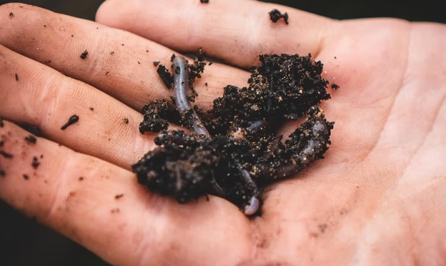Earthworm in soil resting inside a man's hand.
