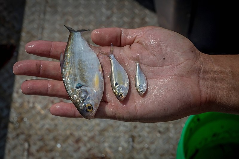 Gizzard shad of different sizes in person's hand.