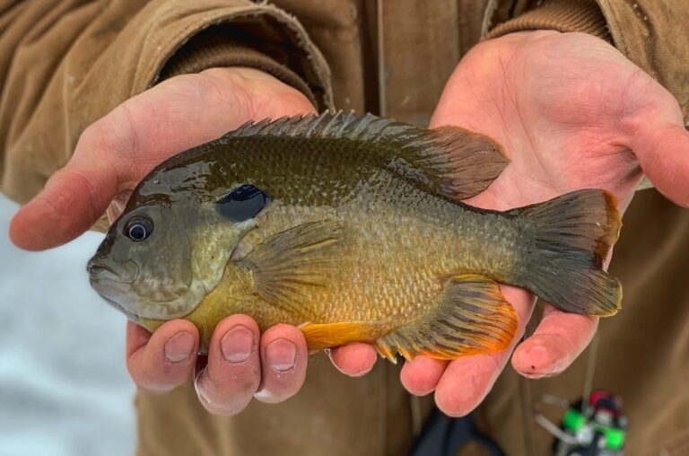Bluegill Fishing Tips To Catch More Fish