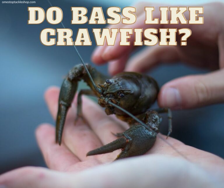 Do Bass Like Crawfish Or Not?