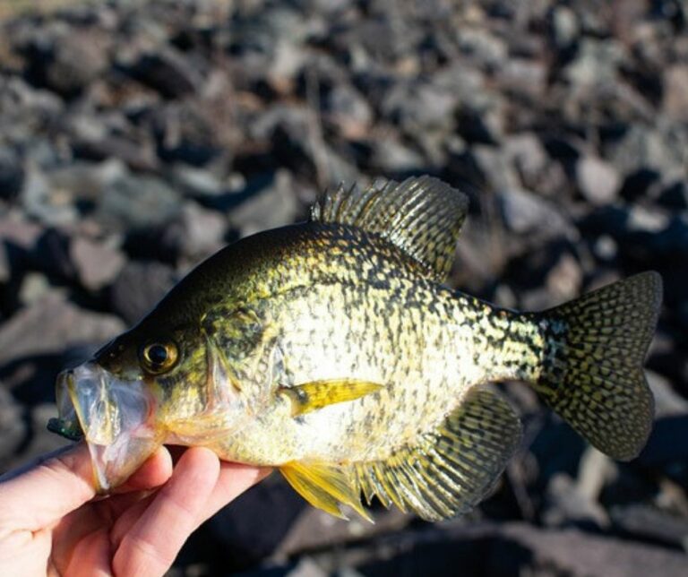 Is This The Best Rod For Crappie Fishing?