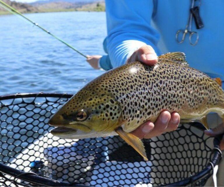 How To Catch Brown Trout The Easy Way