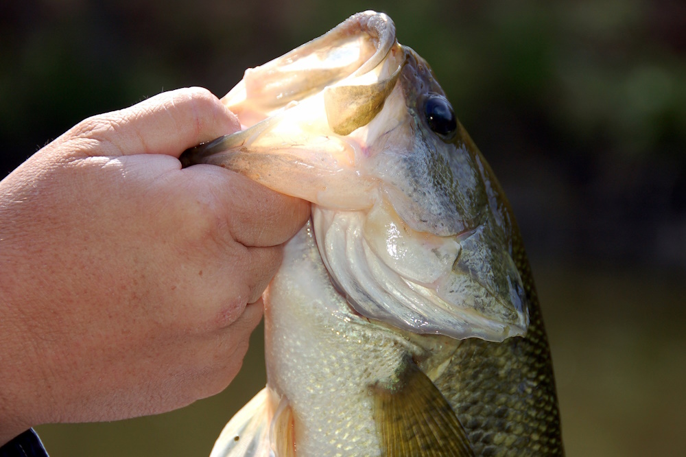 Largemouth bass held in hand by a fisherman.