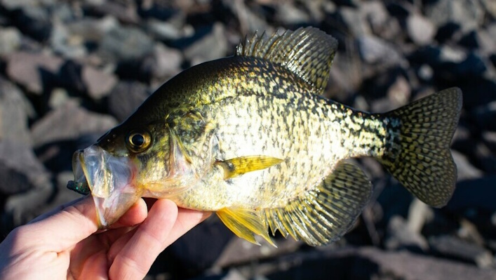 How to fish for crappie with a jig.