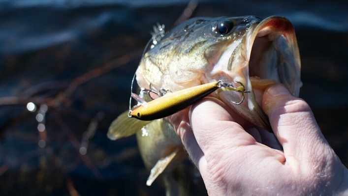 How to fish for largemouth bass.