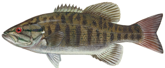 Micropterus dolomieu on white background.