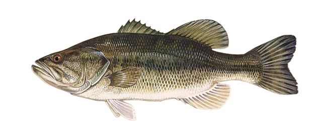 Micropterus salmoides with white background.