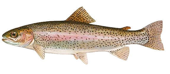 Oncorhynchus mykiss on white background.