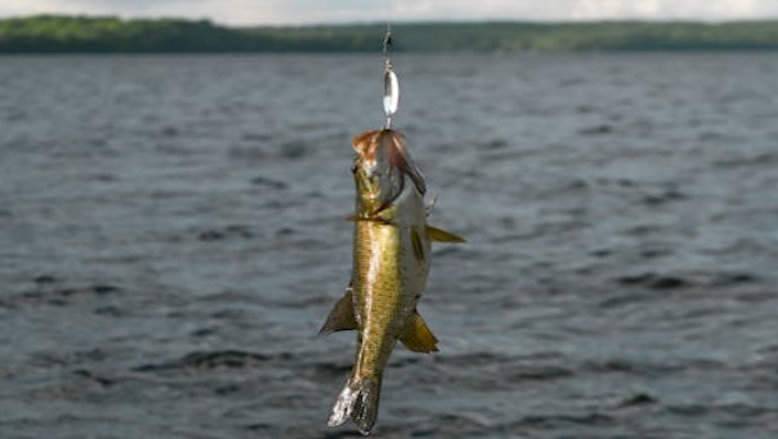 Smallmouth bass hooked on a spoon lure hanging from line.