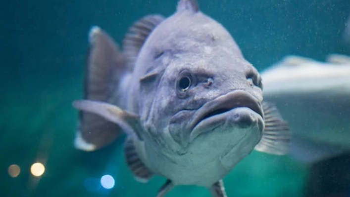 Smallmouth bass underwater.